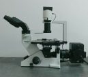 Olympus Microscope CK40 with Fluorescence, Phase Contrast, and Binocular Head Online now